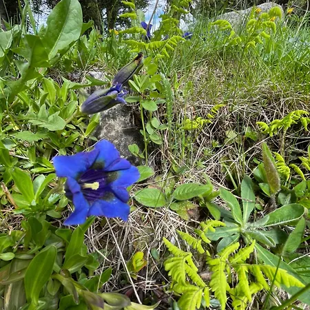 Huettenzauber Oberbergeralm * Sankt Georgen bei Neumarkt